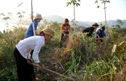 Băn khoăn với cây cao su Tây Bắc - Bài 2 ảnh 1
